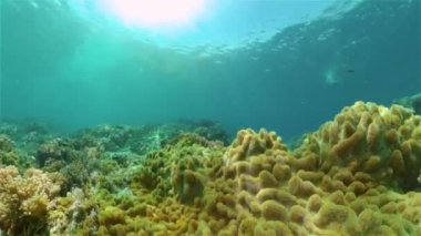 Renkli Balık ve Mercan Resifi ile Su altı Dünyası. Tropik resif denizcisi. Filipinler.