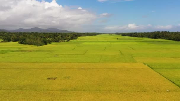 Tanah Pertanian Dan Sawah Daerah Pedesaan Filipina — Stok Video