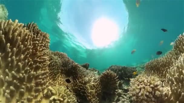 Blue Sea Water Tropical Fish Peces Marinos Tropicales Submarinos Filipinas — Vídeos de Stock