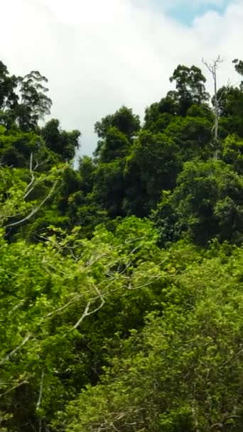 Flygfoto Regnskog Med Vintergrön Vegetation Och Djungel Borneo Malaysia Vertikal — Stockvideo