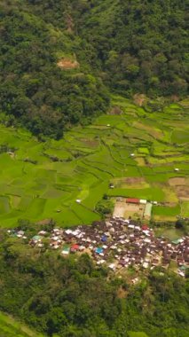 Aerial drone of Agricultural land with sown green fields in countryside. Philippines.