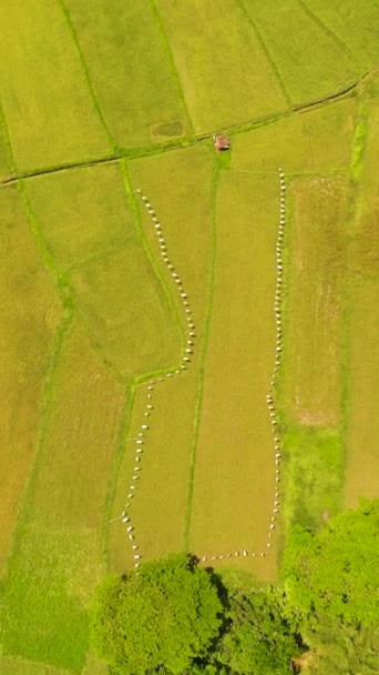 Dron Powietrzny Krajobrazu Rolniczego Plantacjami Ryżu Użytkami Rolnymi Filipiny — Wideo stockowe