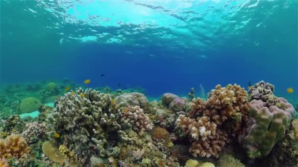 Рифові Корали Кольоровий Підводний Морський Плавець Прекрасний Який Корал Морський — стокове відео