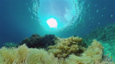 Resif Mercan Sahnesi. Tropik sualtı balığı. Sert ve yumuşak mercanlar, sualtı manzarası. Filipinler.