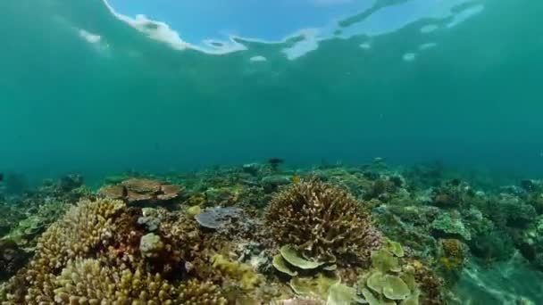 Tropisch Koraalrif Onderwatervissen Koralen — Stockvideo