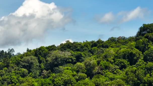 Een Drone Van Bergen Bedekt Regenwoud Bomen Blauwe Lucht Met — Stockvideo