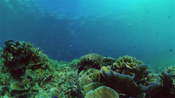 五彩斑斓的热带珊瑚礁软硬珊瑚 水下景观 菲律宾 — 图库视频影像