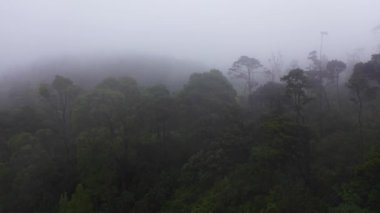 Tropik bir dağ ormanında kötü hava ve sis. Mistik manzara. Sri Lanka.