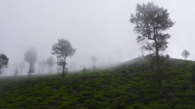 Dağın tepesindeki çay tarlasında sis var. Çay arazisi, Sri Lanka.