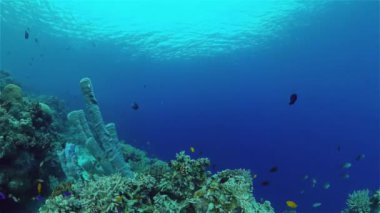 Tropikal Deniz Burnu Su Altında Yaşam. Tropik sualtı balığı. Filipinler.
