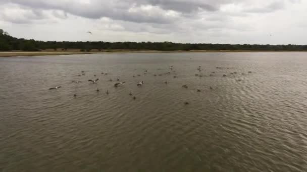 Aerial View Pelicans Wetlands Sri Lanka Kumana National Park — Stock Video
