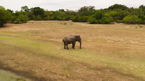 Elephant Wild Nature Reserve Middle Jungle Sri Lanka — Stock Video