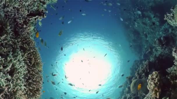 Havsliv Havsvärld Marint Undervattensrev Tropiska Färgglada Undervattenshav Filippinerna — Stockvideo