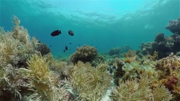 热带海洋和珊瑚礁 海底鱼类和珊瑚花园 海底鱼 热带珊瑚礁海洋 五彩斑斓的水下海景 菲律宾 — 图库视频影像