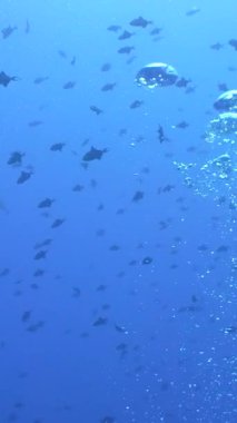 Tropikal balıklar ve mercan resifleri suyun altında. Tropik renkli sualtı deniz manzarası. Sipadan, Malezya. Dikey video.