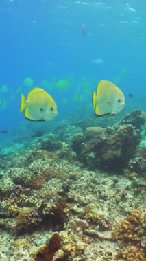Su altı balık bahçesi resifi. Resif mercan sahnesi. Suyun altında deniz manzarası. Sipadan, Malezya. Dikey video.