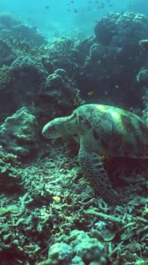 Tropikal balıklı deniz kaplumbağası ve mercan resifi. Sualtı Sahne Mercan Resifi. Sipadan, Malezya. Dikey video.