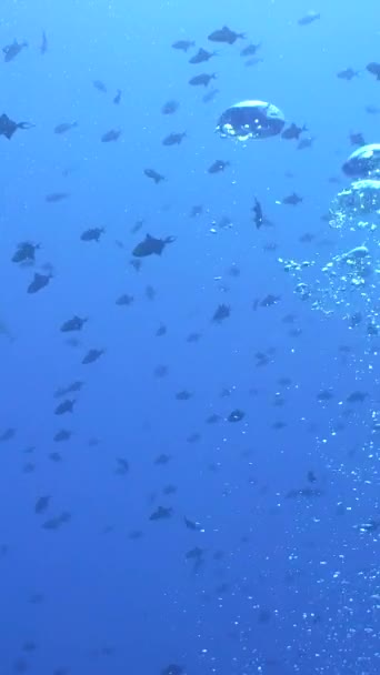 热带鱼和珊瑚礁在水下 热带多彩的水下海景 马来西亚锡帕丹 垂直录像 — 图库视频影像