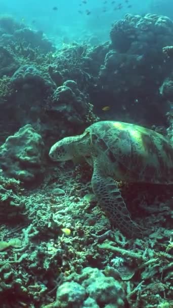 물고기와 거북이와 산호초 산호초 시파단 말레이시아 비디오 — 비디오