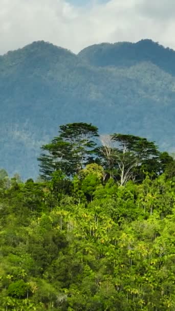 Flygfoto Över Berg Med Vintergrön Vegetation Tropiskt Landskap Sumatra Indonesien — Stockvideo