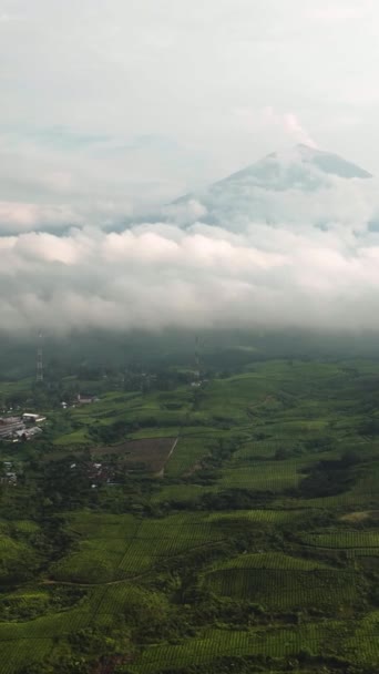 Pesawat Tak Berawak Dari Desa Antara Perkebunan Pertanian Dan Teh — Stok Video
