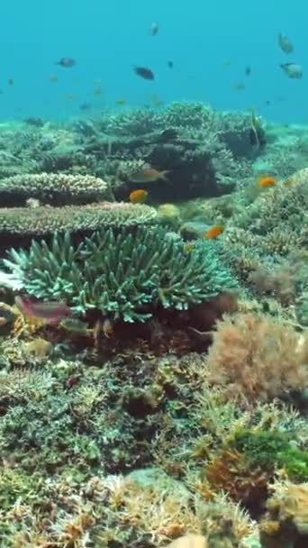 珊瑚花园海景 五彩斑斓的热带珊瑚马来西亚锡帕丹 垂直录像 — 图库视频影像