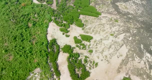 Bovenaanzicht Van Mangroves Een Tropisch Eiland Mangrove Landschap Bantayan Eiland — Stockvideo