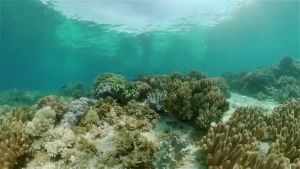 Marint Undervattensrev Tropiska Färgglada Undervattens Kustlandskap Med Korallrev Filippinerna — Stockvideo