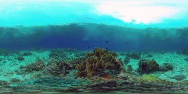 Tropikal balıklar ve mercan resifleri suyun altında. Sert ve yumuşak mercanlar, sualtı manzarası. Filipinler. Sanal Gerçeklik 360.