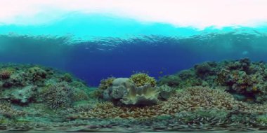 Tropik renkli sualtı deniz manzarası. Renkli balıkların ve mercan resiflerinin olduğu sualtı dünyası. Filipinler. 360VR Video.