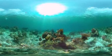Tropik mercan resifleri ve su altında balıklar. Sert ve yumuşak mercanlar. Su altı videosu. Filipinler. Sanal Gerçeklik 360.