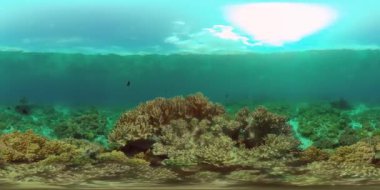 Resif Mercan Tropikal Bahçesi. Tropik sualtı balığı. Renkli tropikal mercan resifi. Filipinler. 360VR Video.