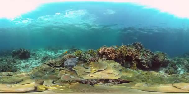 Cena Subaquática Coral Reef Peixe Marinho Subaquático Fuzileiro Tropical Recifes — Vídeo de Stock