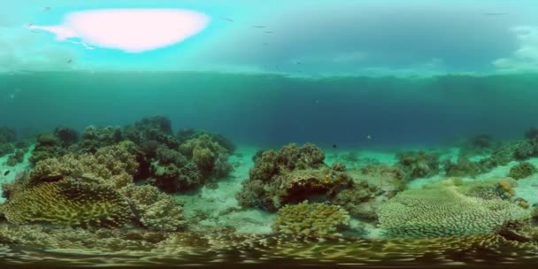 Bela Paisagem Subaquática Com Peixes Tropicais Corais Filipinas Vídeo 360Vr — Vídeo de Stock