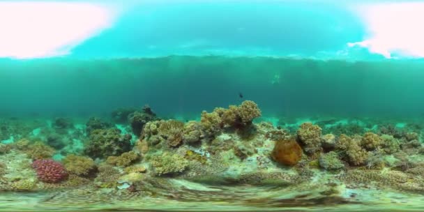 Rybí Scéna Korálového Útesu Tropické Podmořské Ryby Barevný Tropický Korálový — Stock video
