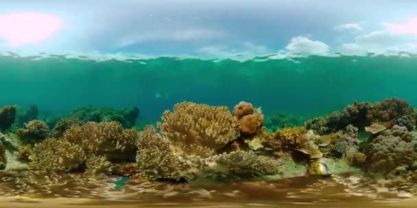Υποβρύχια Σκηνή Coral Reef Υποβρύχια Ψάρια Τροπικός Ύφαλος Πολύχρωμο Υποβρύχιο — Αρχείο Βίντεο
