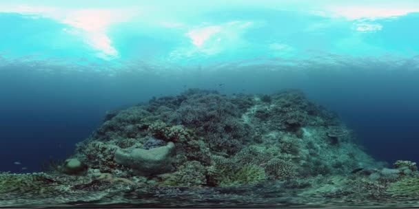 Τροπικό Πολύχρωμο Θαλάσσιο Τοπίο Τροπικά Ψάρια Και Κοραλλιογενείς Ύφαλοι Υποθαλάσσιο — Αρχείο Βίντεο