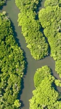 Yukarıdan Mangrove orman manzaralı tropik bir manzara. Borneo. Malezya. Dikey video.
