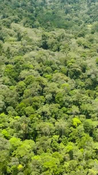 Luchtfoto Van Groen Bos Jungle Tropen Jungle Landschap Borneo Maleisië — Stockvideo