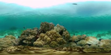 Mercan kayalıkları ve tropik balıklar. Mercan Kayalıkları ve Su Altında Balıklar. Filipinler 'in sualtı dünyası. 360VR Video.