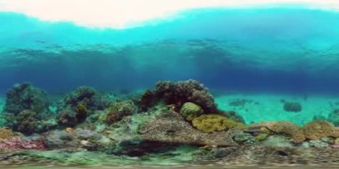 Sualtı Tropikal Resif Manzarası. Tropik balık resifi denizcisi. Yumuşak sert mercanlar deniz manzarası. Filipinler. Sanal Gerçeklik 360.