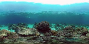 Renkli tropikal mercan resifi. Sahne resifi. Suyun altında deniz manzarası. Filipinler. Sanal Gerçeklik 360.