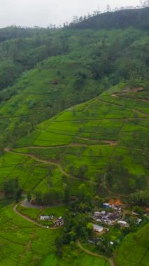 Top view of Tea plantations on the hillsides in the mountains of Sri Lanka. Tea estate landscape.