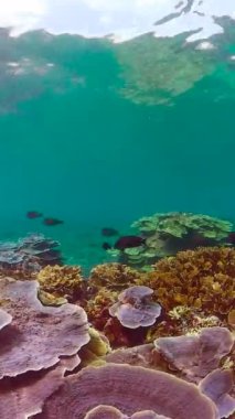 Tropical coral reef and fishes underwater. Hard and soft corals.