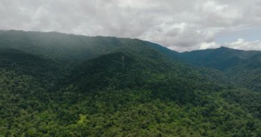 Tropik dağ sırası ve dağ yamaçlarında yağmur ormanları. Borneo, Malezya.