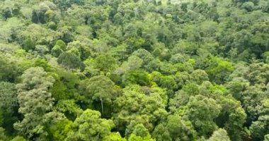 Malezya 'nın Borneo adasında yağmur ormanlarının ve yeşil ormanların insansız hava aracı.