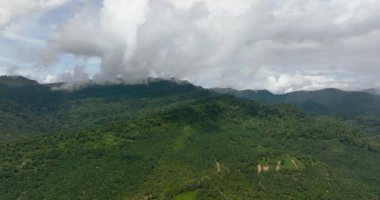 Petrol palmiyeleri ve orman dağları. Borneo, Malezya.