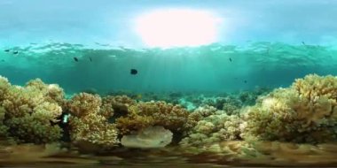 Tropikal balıklar ve mercan resifleri dalgıçlık yapıyor. Mercanlar ve balıklarla dolu güzel bir su altı dünyası. Filipinler. 360VR Video.