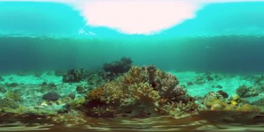 Deniz, mercan resifinin yakınında dalış. Suyun altındaki canlı mercan resiflerinde güzel renkli tropikal balıklar. Filipinler. 360VR Video.