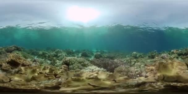 Υποβρύχια Ψάρια Ύφαλο Τροπικό Πολύχρωμο Θαλάσσιο Τοπίο Φιλιππίνες Εικονική Πραγματικότητα — Αρχείο Βίντεο